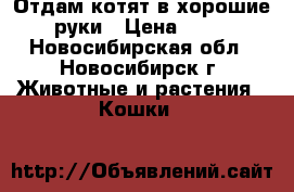 Отдам котят в хорошие руки › Цена ­ 10 - Новосибирская обл., Новосибирск г. Животные и растения » Кошки   